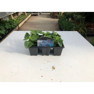Ageratum 6 Pack - Our Selection