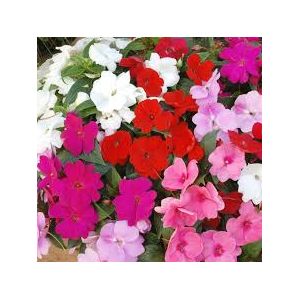 Busy Lizzie New Guinea (Impatiens) - Our Selection/Mixed Colours - image 1