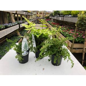 Ferns In Varieties P11- Our Selection