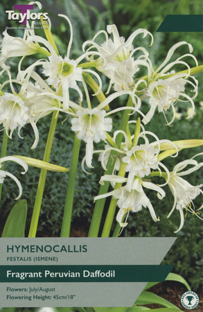 Hymenocallis Festalis (Ismene) 2 Bulb Pack