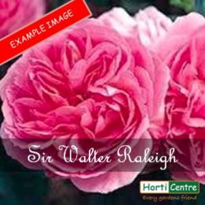 Rose Sir Walter Raleigh