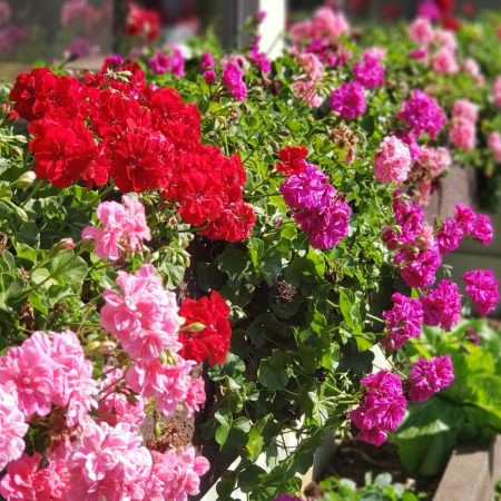 Bedding Plants Page 4 Horticentre Your Family Run Garden