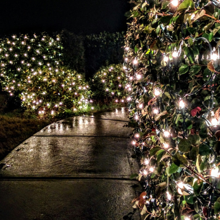 Christmas Lights - Horticentre Christmas Lights - Horticentre