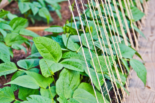 Gardening Essentials - Horticentre Gardening Essentials - Horticentre