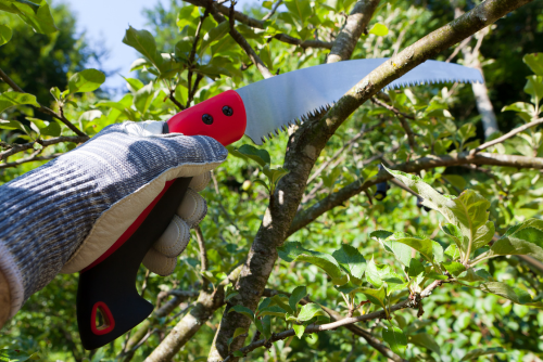Cutting & Pruning - Horticentre