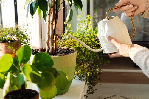Indoor Pots & Planters | Horticentre