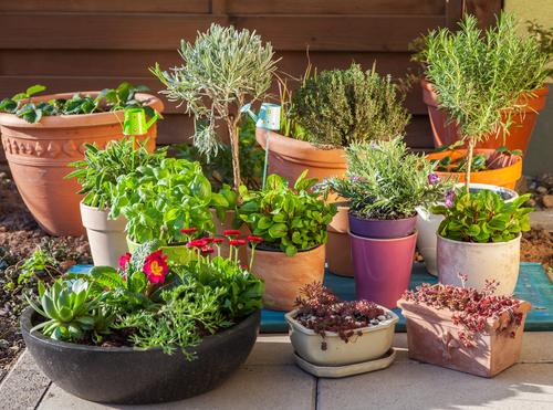 Outdoor Pots & Planters | Horticentre