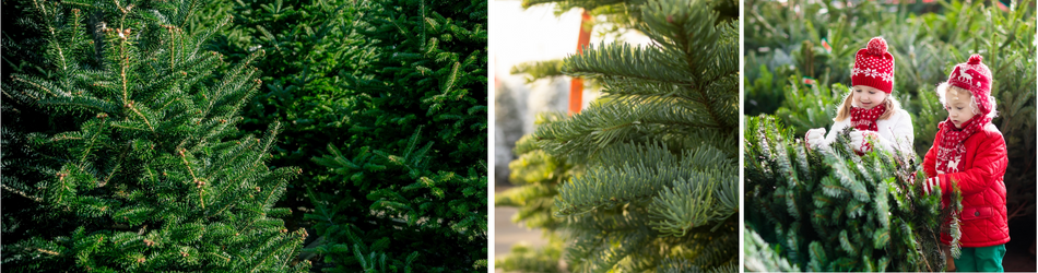 Real Christmas trees at Horticentre
