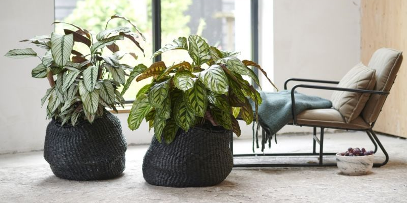 Indoor plants nearby at HortiCentre Garden Centre Wakefield