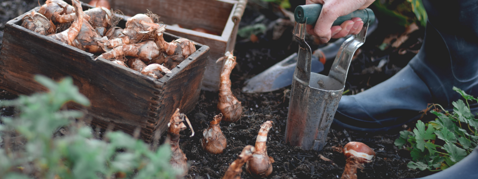 Bulb Planters