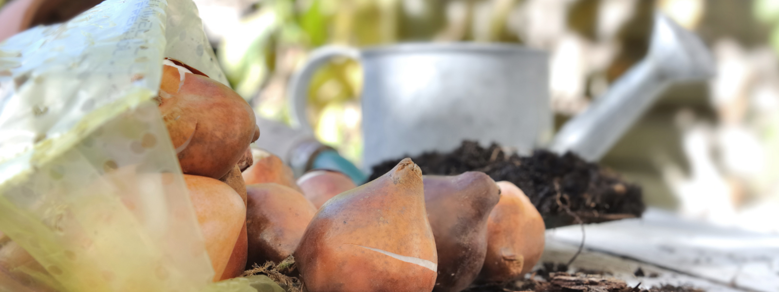 Flower Bulbs