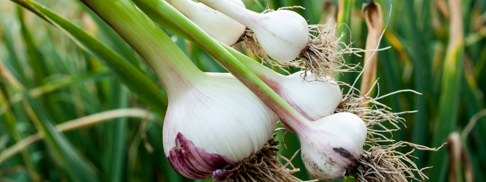 Onions and Garlic