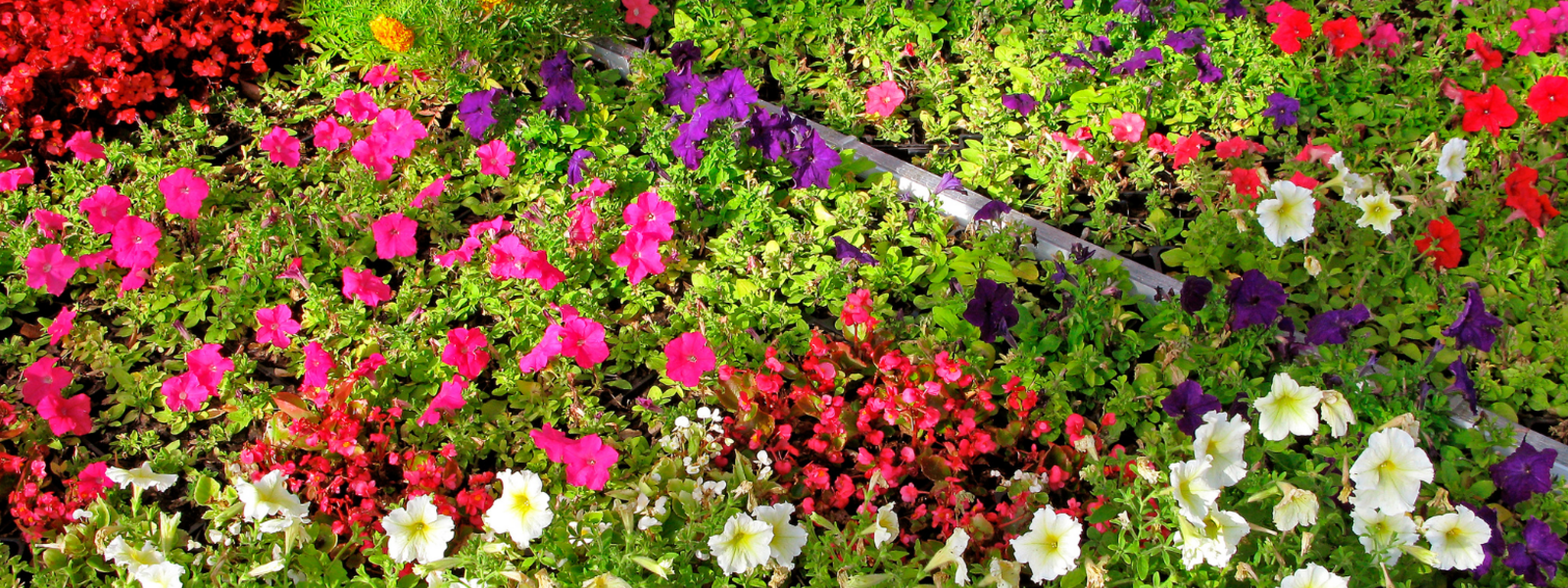 Outdoor Plants