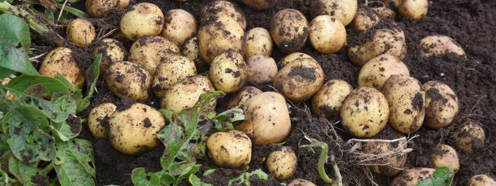 Seed Potatoes