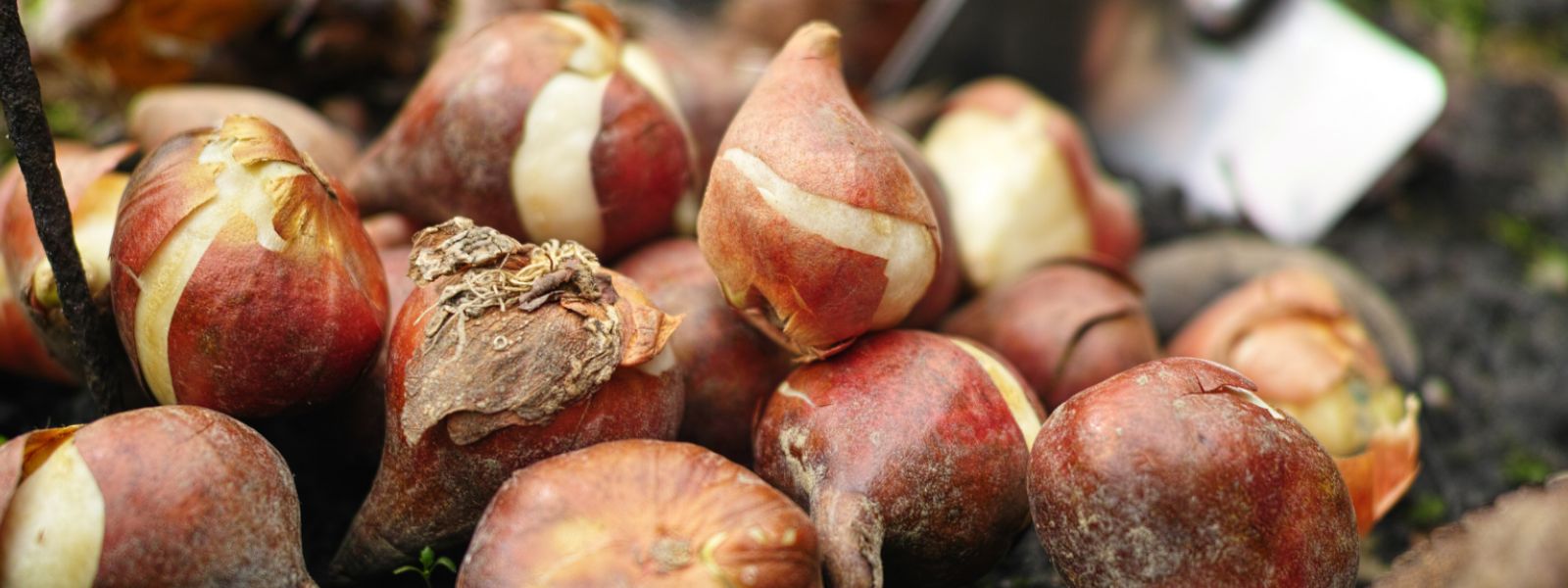 Spring flowering bulbs