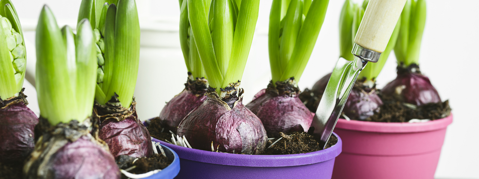 Spring Flowering Bulbs