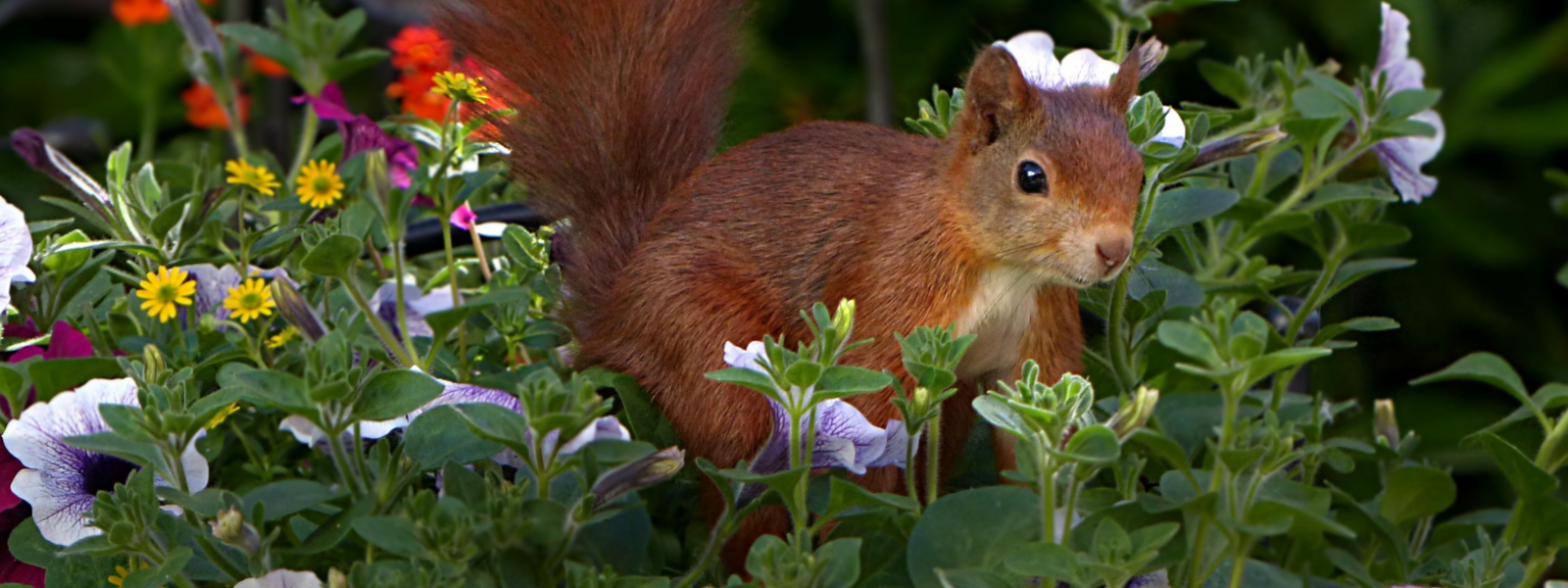 Wildlife & pets