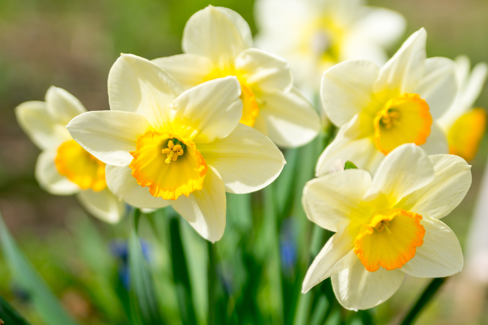 15 gardening tips for March - Horticentre - Your Family Run Garden ...