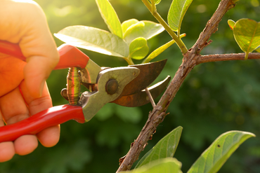 6 reasons to prune in Summer