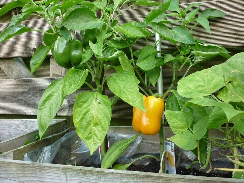 A beginner’s guide to growing vegetables - Horticentre - Your Family