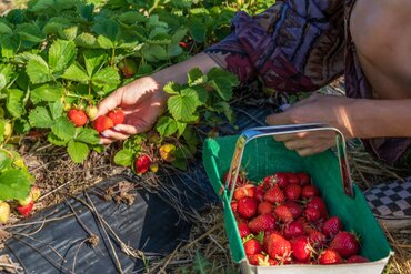 A Guide to Planting, Harvesting, and the Delightful Taste of Your Own Strawberries