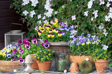 Bedding plants to brighten your garden in March