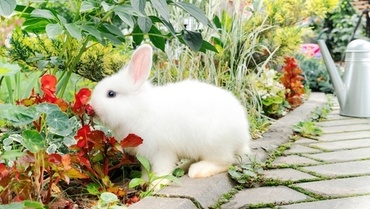 Ensure you have a pet-friendly garden