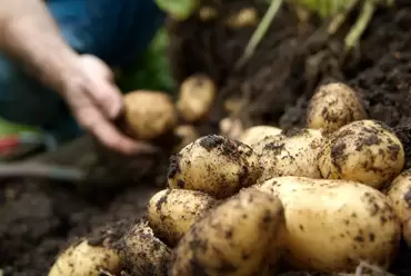 Explaining seed potatoes