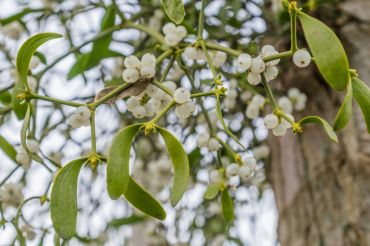 Growing mistletoe