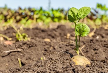 How to best grow your own Seed potatoes