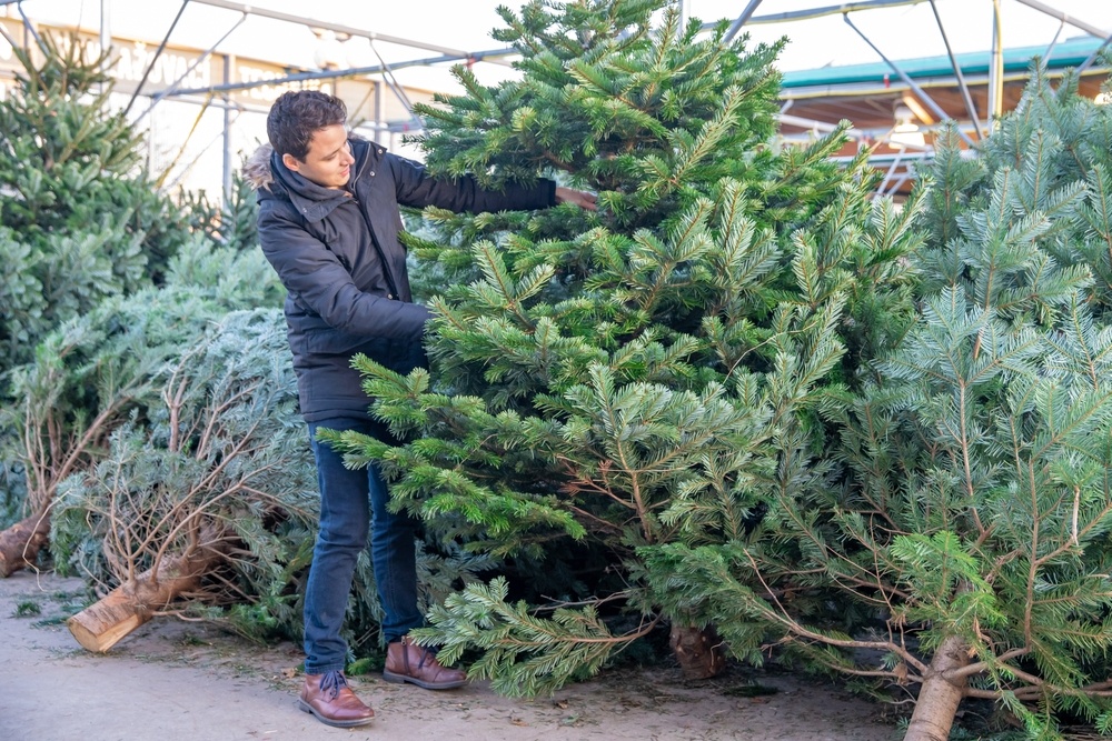 How to choose the right Christmas tree Horticentre Your Family Run