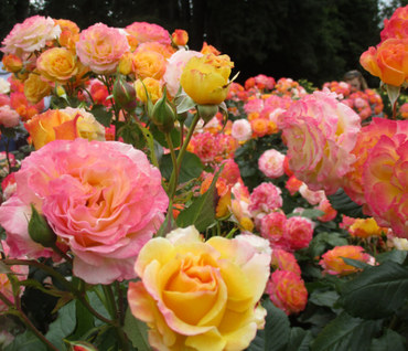 How to Feed Garden Roses