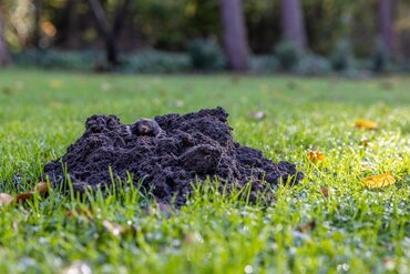 How to get rid of moles in the garden