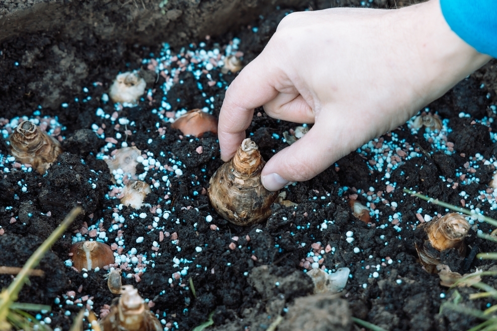 How to plant spring bulbs Horticentre Your Family Run Garden Centre