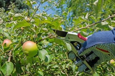 How to prune your fruit trees and shrubs