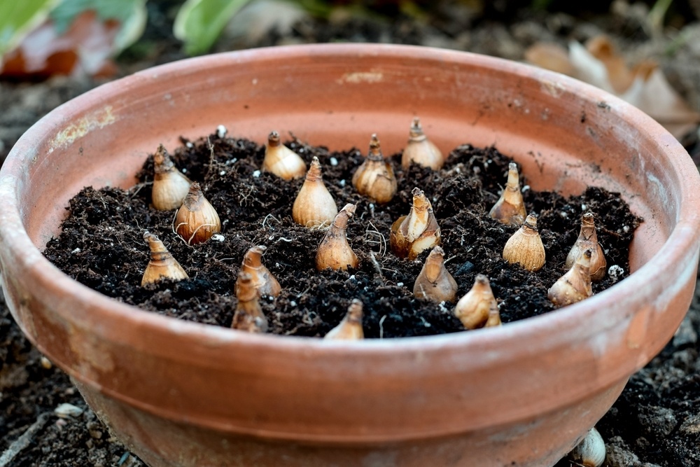 Last change to plant spring bulbs Horticentre Your Family Run