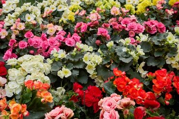 Our favourite annual: Begonia