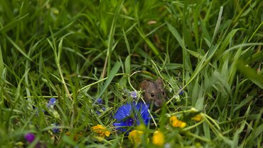 Preventing Rats in Your Garden: Tips and Products from Horticentre