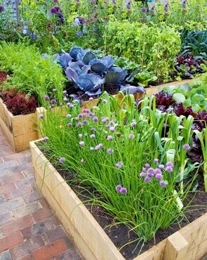 Starting your own kitchen garden this spring