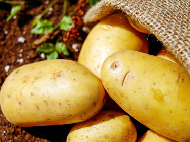 The Christmas Seed Potatoes are here! Learn how to plant and harvest!