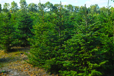 The Different Types of Christmas Trees: Which is the Best One?