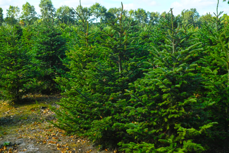 The Different Types of Christmas Trees Which is the Best One
