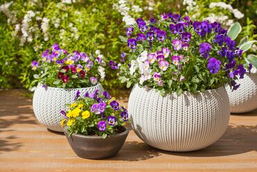 Top 10 Bedding Plants for April