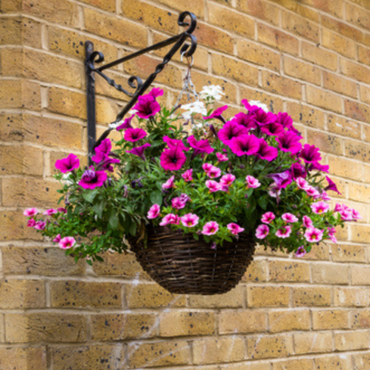 Top Picks for Hanging Baskets