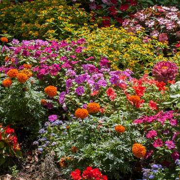 Top picks for summer bedding plants