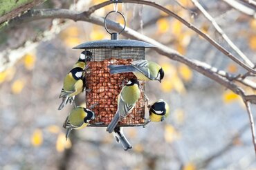 Top tips for feeding birds in winter