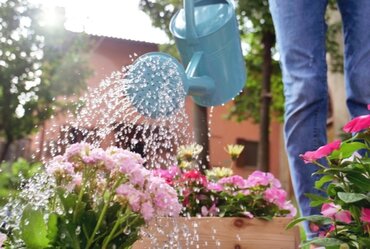 Water-friendly garden for summer