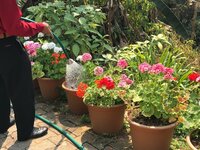 Bedding Plants