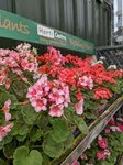 Bedding Plants
