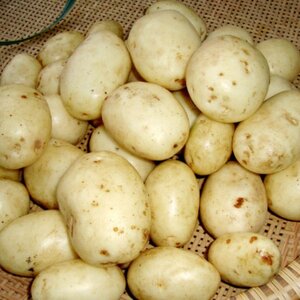 Accord Scottish Seed Potatoes 1.5kg